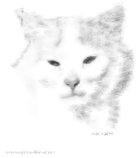 Portrait Dessin de crayon a papier traits de mine de plomb chat cat trublion m2r 