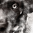 Portrait aux crayons noirs chien Jojo trublion m2 marion tourbillon