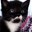 Watson le chaton à moustache et à guêtres est le plus attiré par les gens