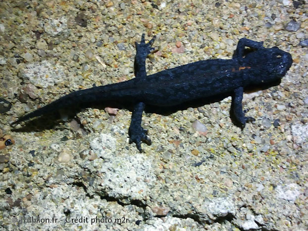 Photographie macro de réptile, salamandre au printemps vue nocturne
