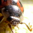Insecte - Coccinelle Anglaise rouge et noire en prise de vue macro