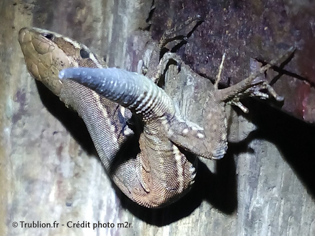 Photographie macro de réptile, lézard au printemps insecte vue nocturne