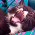 Watson chaton moustachu qui baille, au réveil de la sieste - Trop dur !