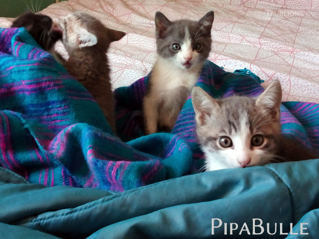 Surprise chez les chatons cachés dans les couvertures du lit, garnements