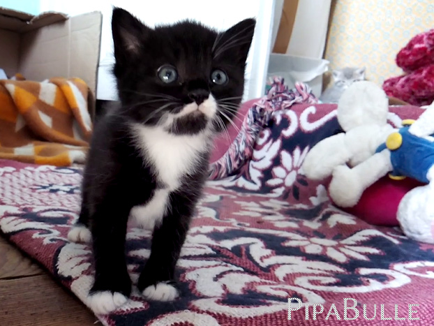 Watson le chaton à moustache et à guêtres est le plus attiré par les gens