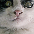Lili, petit chaton femelle noir et blanc ou réglisse menthe à la truffe blanche