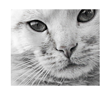 Portrait photo noir et blanc de m2
chat blanc-roux, turc de van, yeux or
