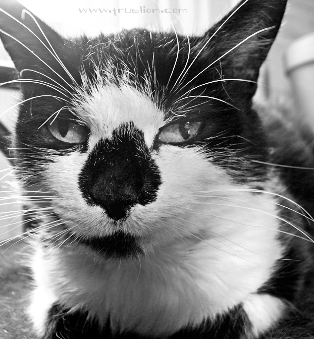 Portrait photo noir et blanc de m2
chat tacheté blanc à la truffe noire