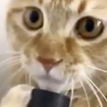 Les chats sont des génies, la preuve par cette vidéo youtube - Le Chat et l