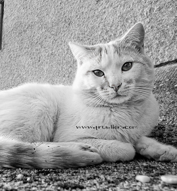 Portrait photo noir et blanc de m2
chat blanc-roux, turc de van, yeux or