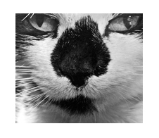 Portrait photo noir et blanc de m2
chat tacheté blanc à la truffe noire
