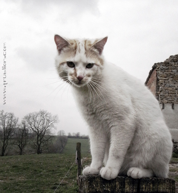 Portrait photo noir et blanc de m2
chat turc de van, blanc et roux perché